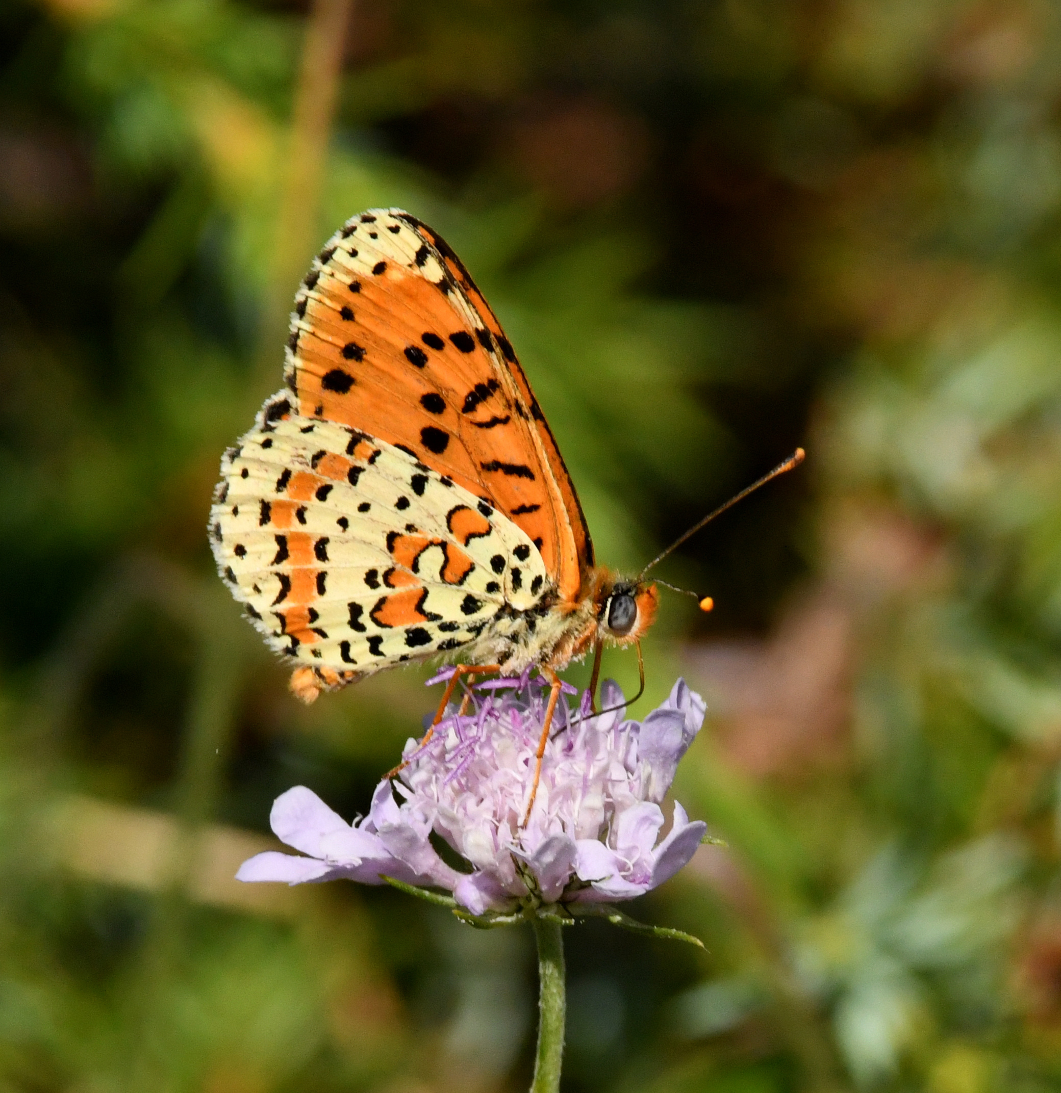 Journée Refuge LPO dans un jardin sauvage de Laroque