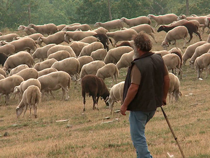 Projection film "Bergers de l'Aigoual, éleveurs des Causses & Cévennes